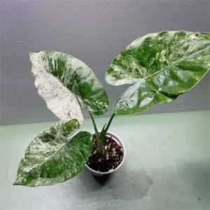 Alocasia Odora Batik Variegated Live Plant 4" Pot Rare Houseplant