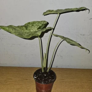 Alocasia Odora Batik Variegated Live Plant 4