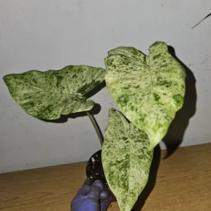 Alocasia Odora Batik Variegated Live Plant 4