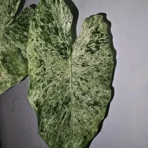Alocasia Odora Batik Variegated Live Plant 4