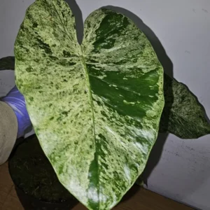 Alocasia Odora Batik Variegated Live Plant 4