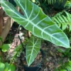 Alocasia Plant Houseplant - Exotic Foliage