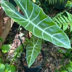 Alocasia Plant Houseplant - Exotic Foliage