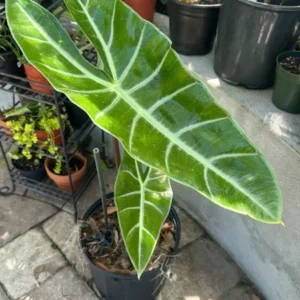 Alocasia Plant Houseplant - Exotic Foliage
