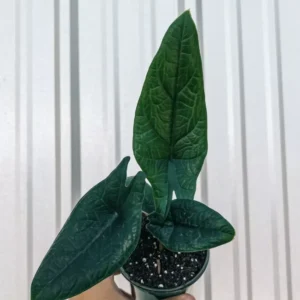 Alocasia Scalprum Plant - Rare Aroid Houseplant - Tropical Foliage