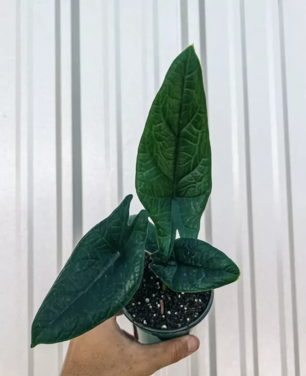 Alocasia Scalprum Plant - Rare Aroid Houseplant - Tropical Foliage
