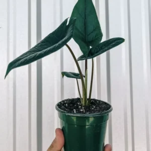 Alocasia Scalprum Plant - Rare Aroid Houseplant - Tropical Foliage