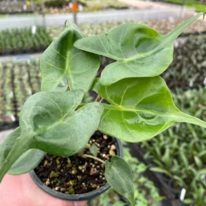 Alocasia Stingray Plant - Exotic Houseplant with Unique Tail Leaves