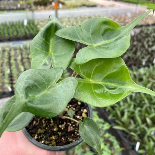 Alocasia Stingray Plant - Exotic Houseplant with Unique Tail Leaves