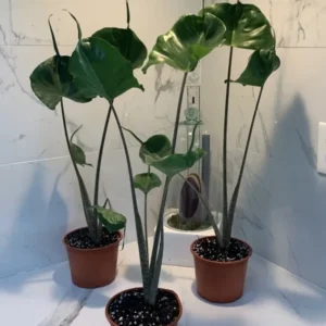 Alocasia Stingray Plant - Exotic Houseplant with Unique Tail Leaves