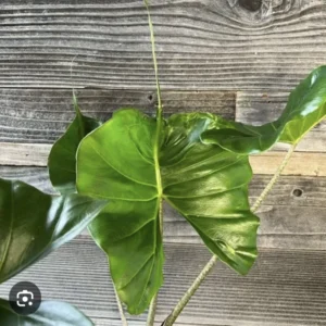 Alocasia Stingray Plant - Exotic Houseplant with Unique Tail Leaves