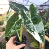 Alocasia Variagate In Pot - Potted Houseplant - Unique Foliage