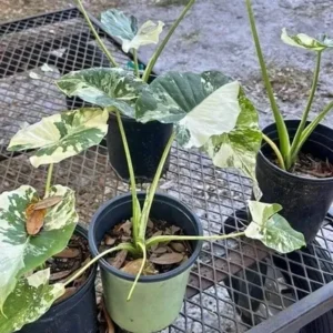 Alocasia Variagate In Pot - Potted Houseplant - Unique Foliage