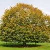 American Beech Tree - Fagus Grandifolia - Live Bare Root Shade Tree