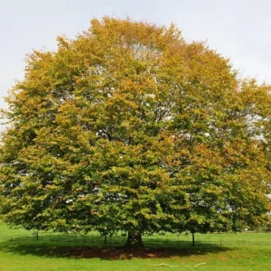 American Beech Tree - Fagus Grandifolia - Live Bare Root Shade Tree