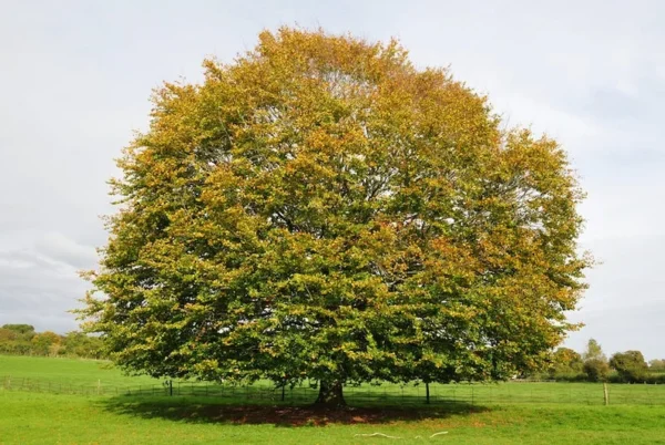 American Beech Tree - Fagus Grandifolia - Live Bare Root Shade Tree