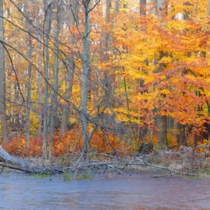 American Beech Tree - Fagus Grandifolia - Live Bare Root Shade Tree