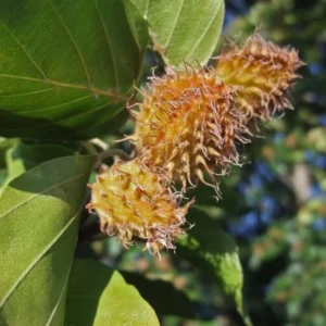 American Beech Tree - Fagus Grandifolia - Live Bare Root Shade Tree