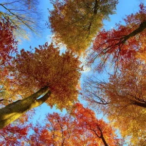 American Beech Tree - Fagus Grandifolia - Live Bare Root Shade Tree