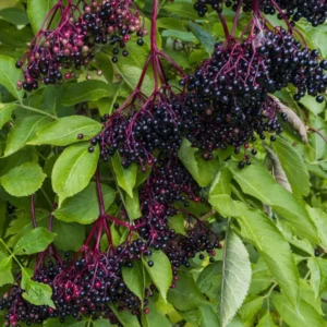 American Elderberry Bush 2 Pack - Fast Growing Shrub with Edible Berries - NOT SHIP AK, HI
