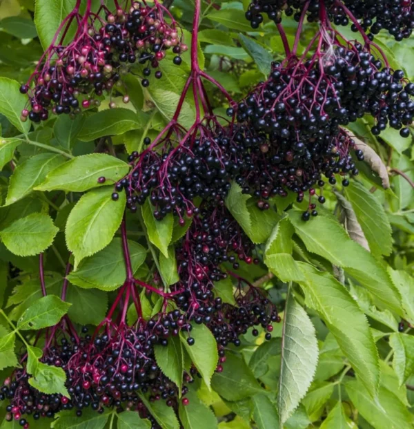 American Elderberry Bush 2 Pack - Fast Growing Shrub with Edible Berries - NOT SHIP AK, HI