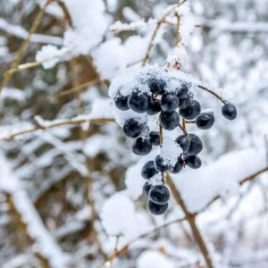 American Elderberry Bush 2 Pack - Fast Growing Shrub with Edible Berries - NOT SHIP AK, HI