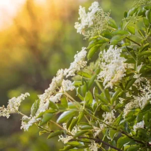 American Elderberry Bush 2 Pack - Fast Growing Shrub with Edible Berries - NOT SHIP AK, HI