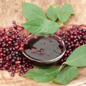 American Elderberry Bush 2 Pack - Fast Growing Shrub with Edible Berries - NOT SHIP AK, HI