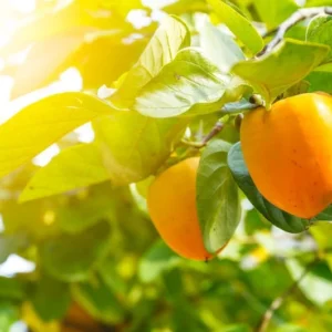 American Persimmon Tree Pack of 2 - Diospyros Virginiana Edible Fruit Trees