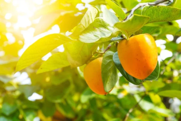 American Persimmon Tree Pack of 2 - Diospyros Virginiana Edible Fruit Trees