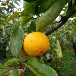 American Persimmon Tree Pack of 2 - Diospyros Virginiana Edible Fruit Trees