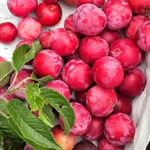 American Plum Tree - 2 to 3 Feet - Edible Fruit Tree - Full Sun