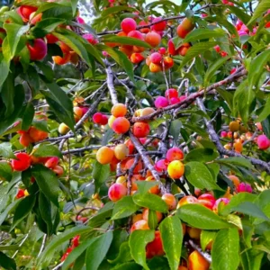 American Plum Tree - 2 to 3 Feet - Edible Fruit Tree - Full Sun
