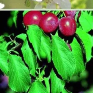 American Plum Tree - 2 to 3 Feet - Edible Fruit Tree - Full Sun