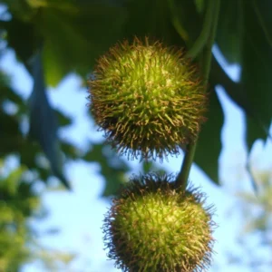American Sycamore Tree - Fast Growing Shade Tree - 2 to 3 Feet Tall