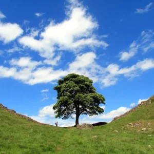 American Sycamore Tree - Fast Growing Shade Tree - 2 to 3 Feet Tall