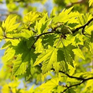 American Sycamore Tree - Fast Growing Shade Tree - 2 to 3 Feet Tall