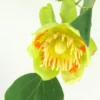 American Tulip Tree - Live Shade Tree - 2 to 3 Feet - Spring Flowers and Fall Color - NOT SHIP AK, HI
