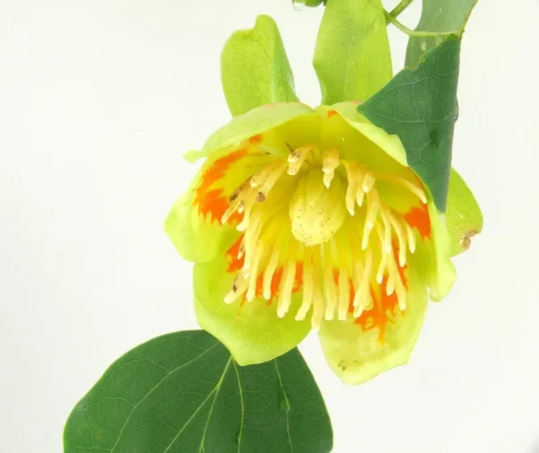 American Tulip Tree - Live Shade Tree - 2 to 3 Feet - Spring Flowers and Fall Color - NOT SHIP AK, HI