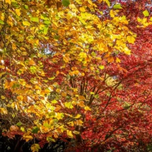 American Tulip Tree - Live Shade Tree - 2 to 3 Feet - Spring Flowers and Fall Color - NOT SHIP AK, HI