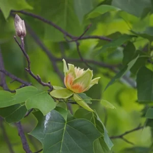 American Tulip Tree - Live Shade Tree - 2 to 3 Feet - Spring Flowers and Fall Color - NOT SHIP AK, HI