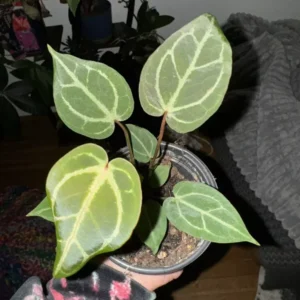 Anthurium Crystallinum Red - Houseplant - Rare Tropical