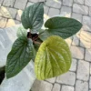 Anthurium Radicans X Luxurians Rare - Houseplant Vine - Exotic Hybrid