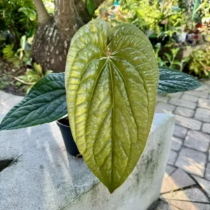 Anthurium Radicans X Luxurians Rare - Houseplant Vine - Exotic Hybrid