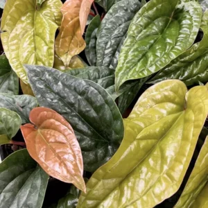 Anthurium Radicans x Luxurians Houseplant - Exotic Hybrid