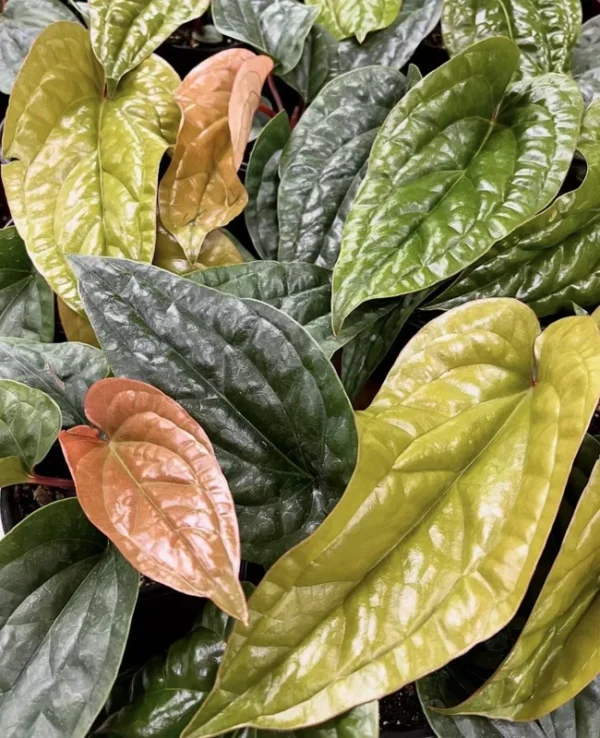 Anthurium Radicans x Luxurians Houseplant - Exotic Hybrid
