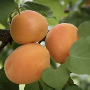 Apricot Moorpark Tree Fruit Plant - 2 to 3 Feet Tall - Potted