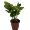 Arabica Coffee Bean Plant - 2" Pot - Grow & Brew Coffee Beans