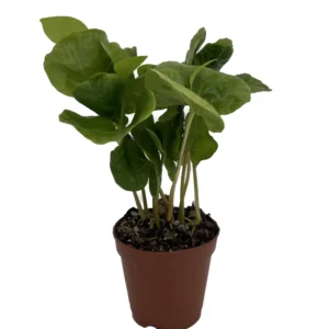 Arabica Coffee Bean Plant - 2