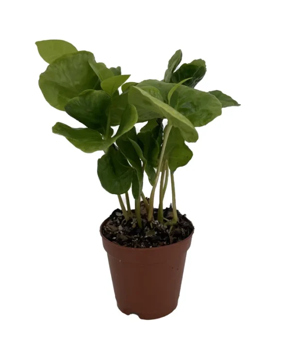 Arabica Coffee Bean Plant - 2" Pot - Grow & Brew Coffee Beans